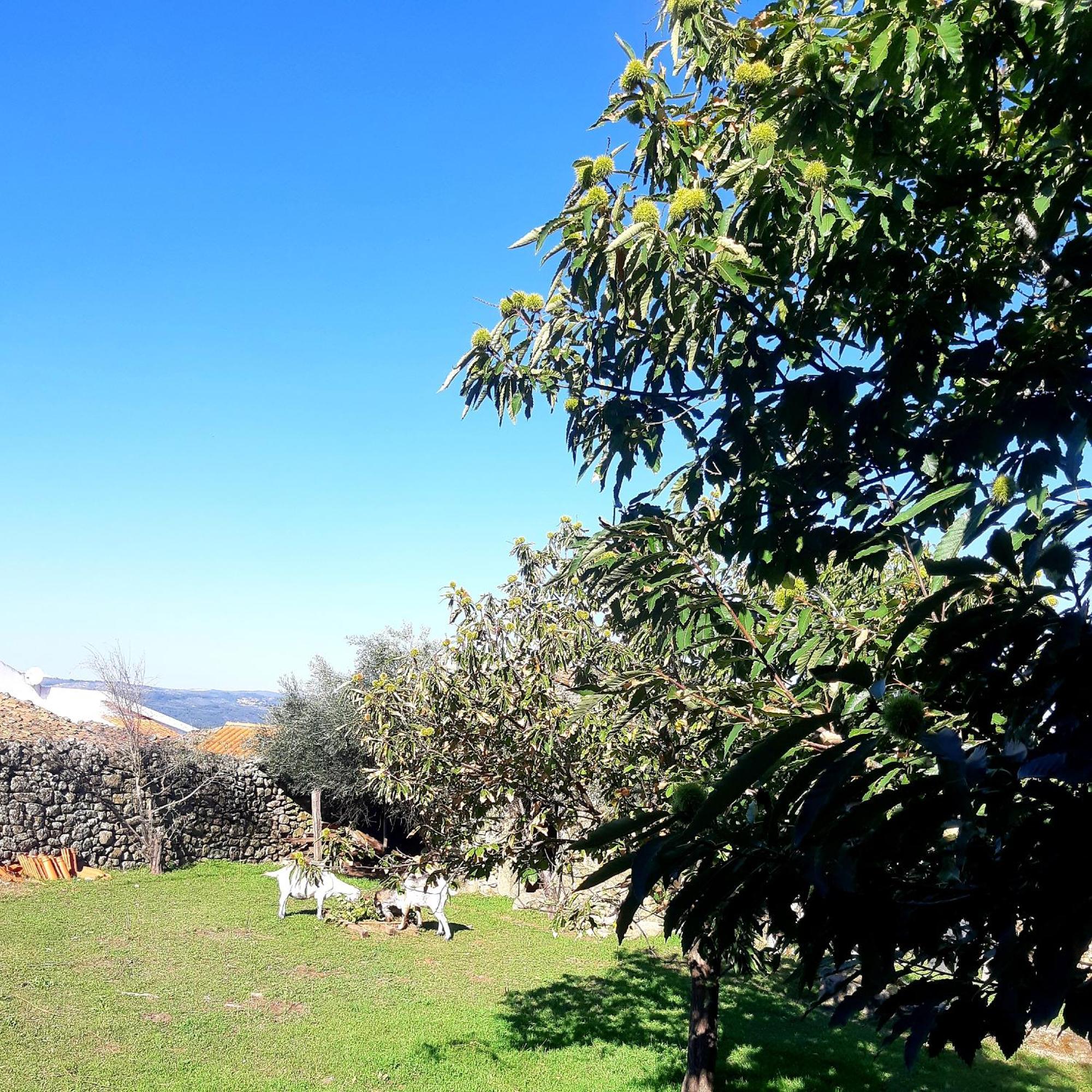 Bed and Breakfast Solar Dos Carvalhos Sernancelhe Zimmer foto